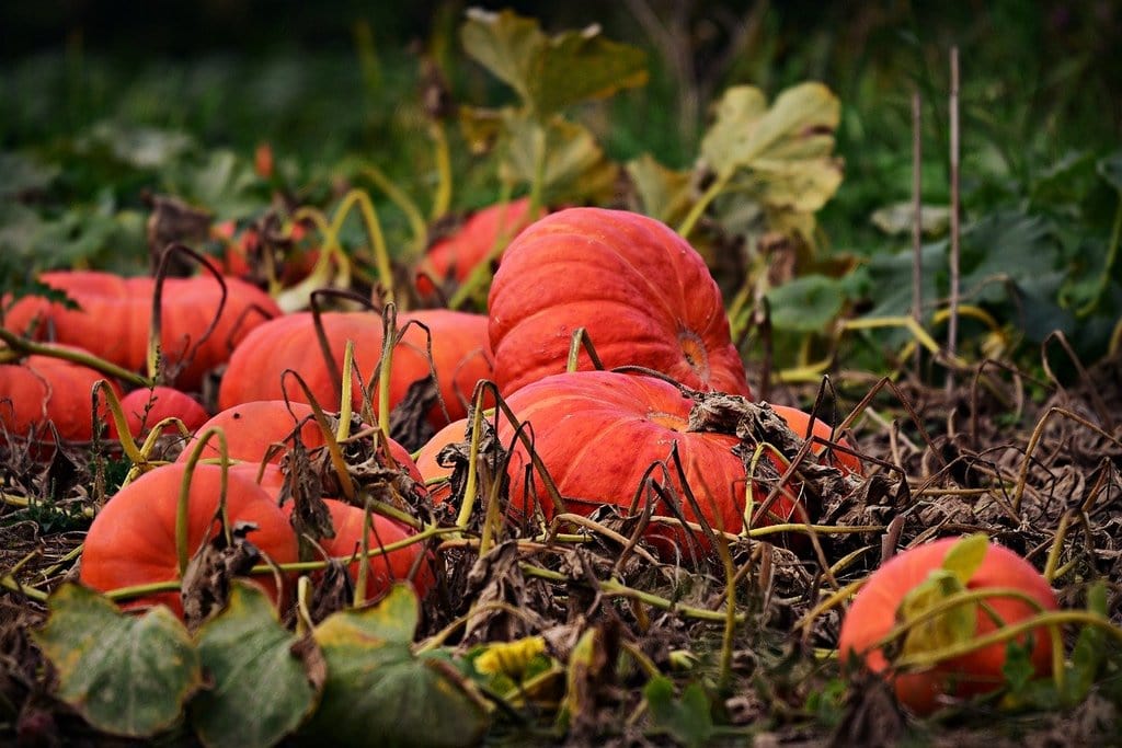 Créer un potager vertical avec des bouteilles en plastique